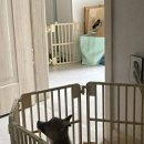 러브미독 이미지