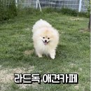 라드독 애견미용실 | 성남 천연잔디 대형견 가능 강아지운동장 라드독 내돈내산 솔직 후기