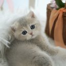 강남 고양이 분양 냥블리 이미지