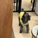 왈왈시즈닝 이미지