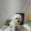 그루미송 이미지