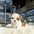 바나개 강아지 고양이 마포점 네이버블로그