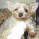 해피멍멍이 이미지