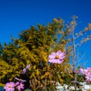 오천초등학교삽시분교장 이미지