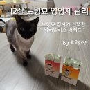 펠리스 | 닥터펠리스 퍼펙트 고양이영양제 후기, 토로가 허겁지겁 먹은 이유