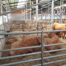 늘찬목장 이미지