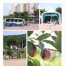 정자용농장 네이버블로그