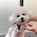 루이앤코코 이미지