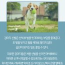 신발신은 강아지 이미지