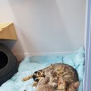 묘랑묘랑 일산점 이미지