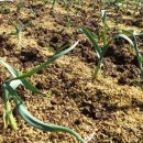 액비골(2) 이미지