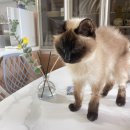 유어마이펫 이미지