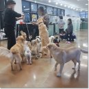 애지중지애견카페