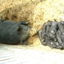 단식농장 이미지