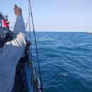 구.복사초 이미지