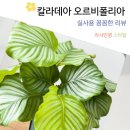 은빛가든 | 거실 플랜테리어 가든온 칼라데아 오르비폴리아 반양지 실내공기정화식물 중형 리뷰