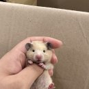 달빛 햄스터리 서울점 이미지