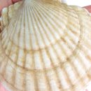 더가리비 이미지