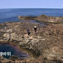 독도 강치의 증언 - 1905년 일제의 독도 침탈 비사