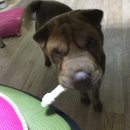 개뼈다구 이미지