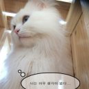 고래마니