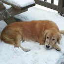 산삼꽃피는마을 이미지