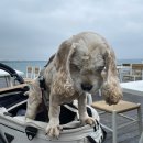 봄날애견 이미지