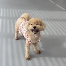 리츠펫 강남세곡점 네이버블로그