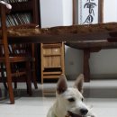 서당개 오마이뉴스