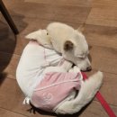 콧대높은 개 이미지