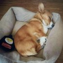 강아지친구