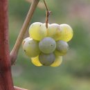 와인의 이해 이미지