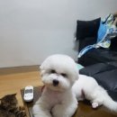 로라펫 하우스 이미지