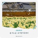 중부-현장-중부-273 | 서산 유기방 가옥 수선화 축제, 가격 일정변경 임시무료주차장안내