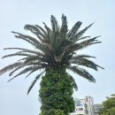 제주도 함덕해수욕장 (카페 델문도) 이미지