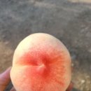 판매의여왕
