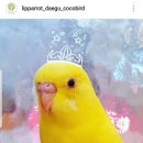 리프패럿대구