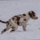 매탄동물병원 이미지