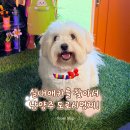 도로시멍찌(DOROTHYMUNGCCI) | 실내애카를 찾아서 남양주 도로시멍찌🧡(Check)