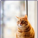 한마음 동물의료센터 이미지