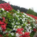 섬진강변 철쭉길 이미지