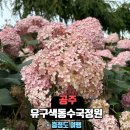 공주-29 | 공주 유구색동수국정원 6/29일 방문후기!(ft.주차정보 포함)