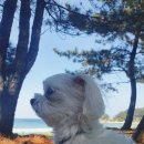 동산애견 이미지