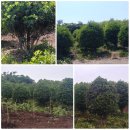 신흥2농장 이미지