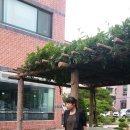 통도사자비원 이미지