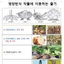 땅속 줄기식물의 종류(땅속줄기 모양) 이미지