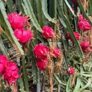 용화농장 이미지