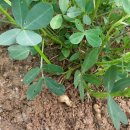 가좌농장 이미지