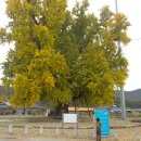 성동리 | 누구나 보면 힐링되는 곳 천연기념물 385호 강진 성동리 은행나무