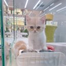 영캣